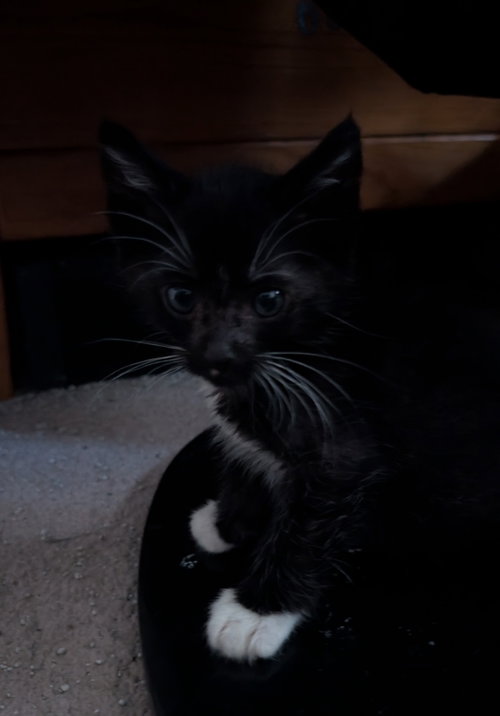 Photo 3 of Timmy