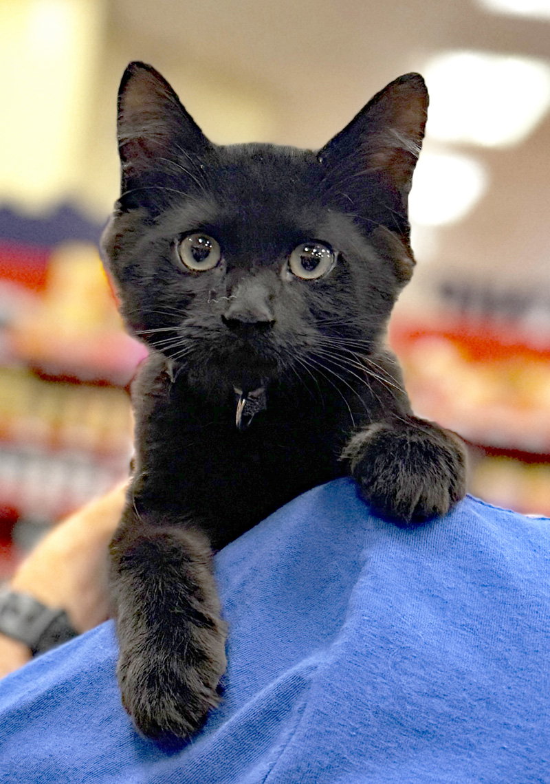 Boo, a male kitten up for adoption