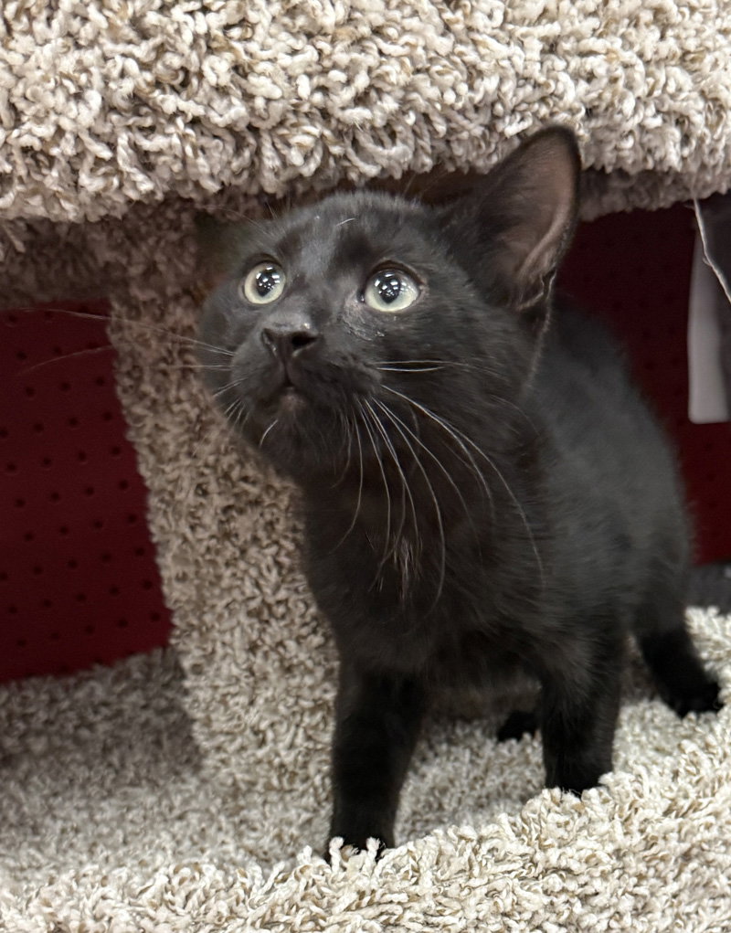 Merlin