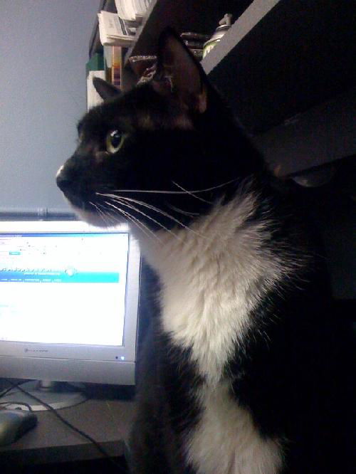 Simon