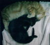 Sweetness