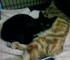 Sweetness