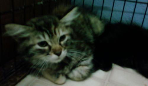 Dottie