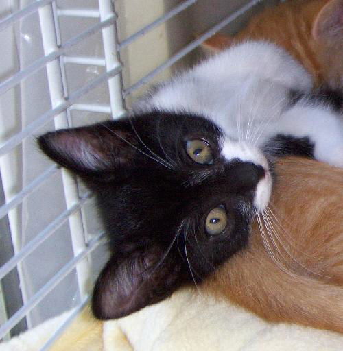 Sylvester