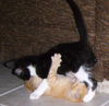 Sylvester