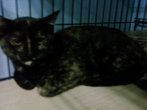 Dottie