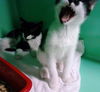 Snicker & Doodle