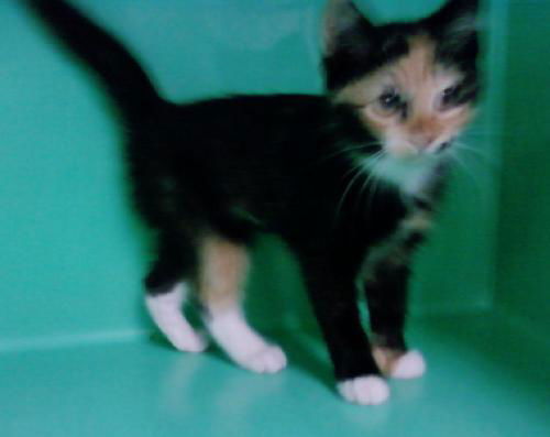 Smudge