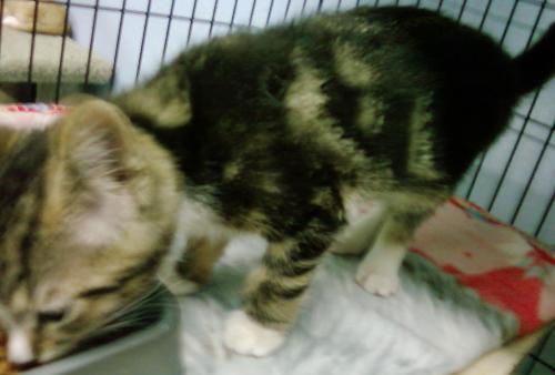 Roxie