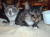 Smoky, Fluffy, & D'Girl