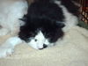 Smoky, Fluffy, & D'Girl