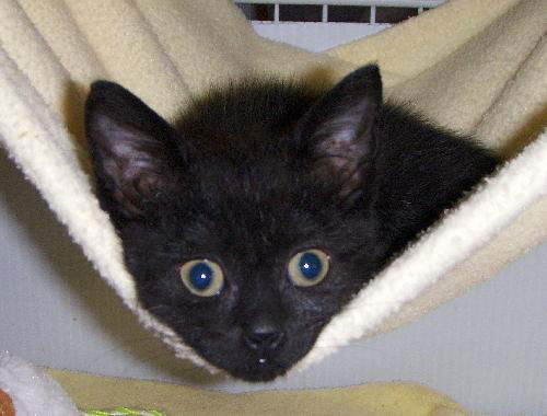 Peppercorn