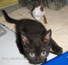 Peppercorn