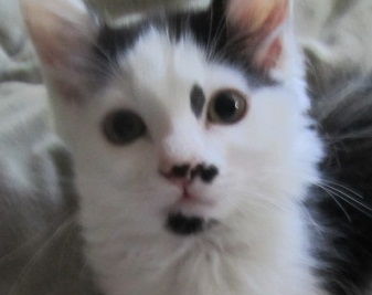 Smudge