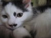 Smudge