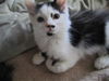 Smudge