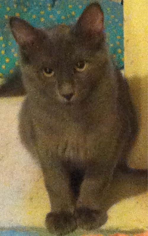 Skeeter
