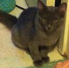 Skeeter