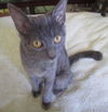 Poppy