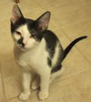 Bogart