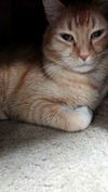 Prince