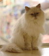 Pretty Girl