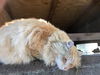 Buttercat