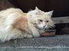 Buttercat