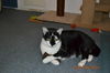 Roxy