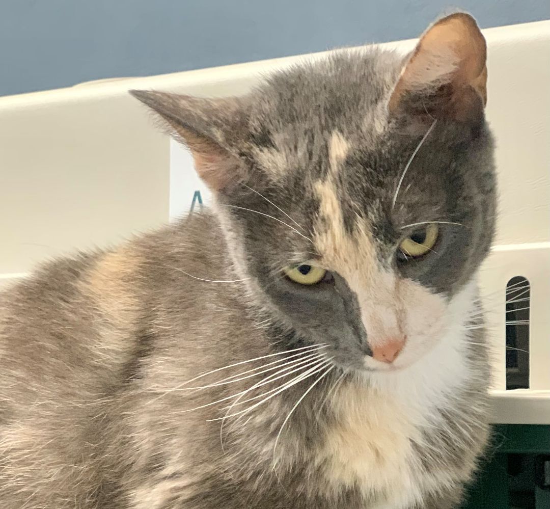 adoptable Cat in Beverly Hills, CA named Sylvia