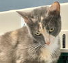 adoptable Cat in  named Sylvia