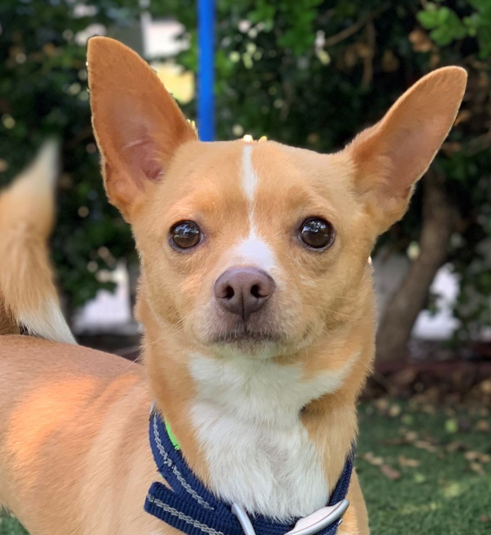 adoptable Dog in Beverly Hills, CA named Fig