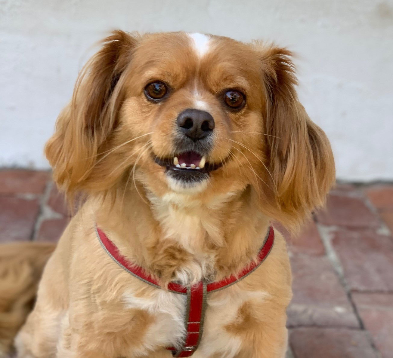 adoptable Dog in Beverly Hills, CA named Chuck