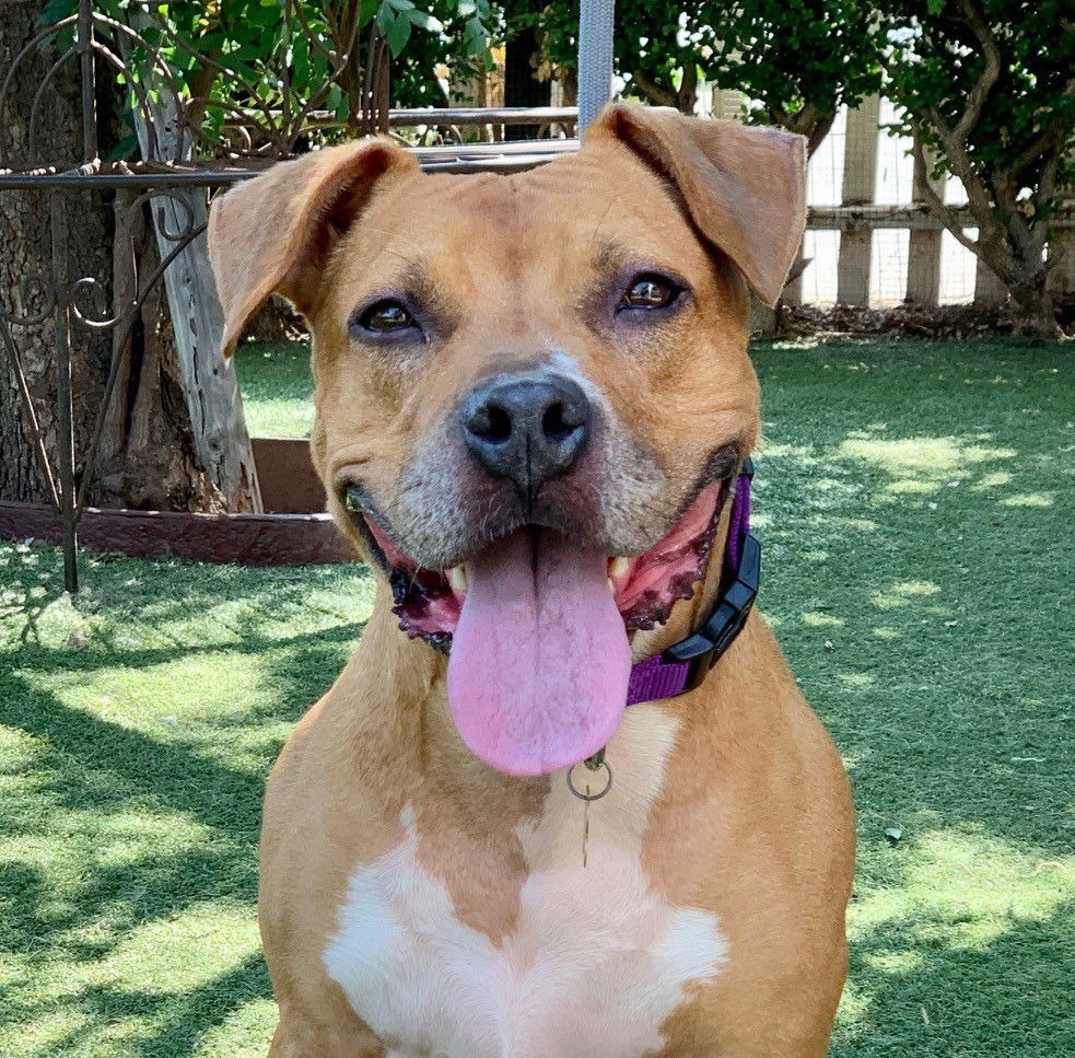 adoptable Dog in Beverly Hills, CA named Peg