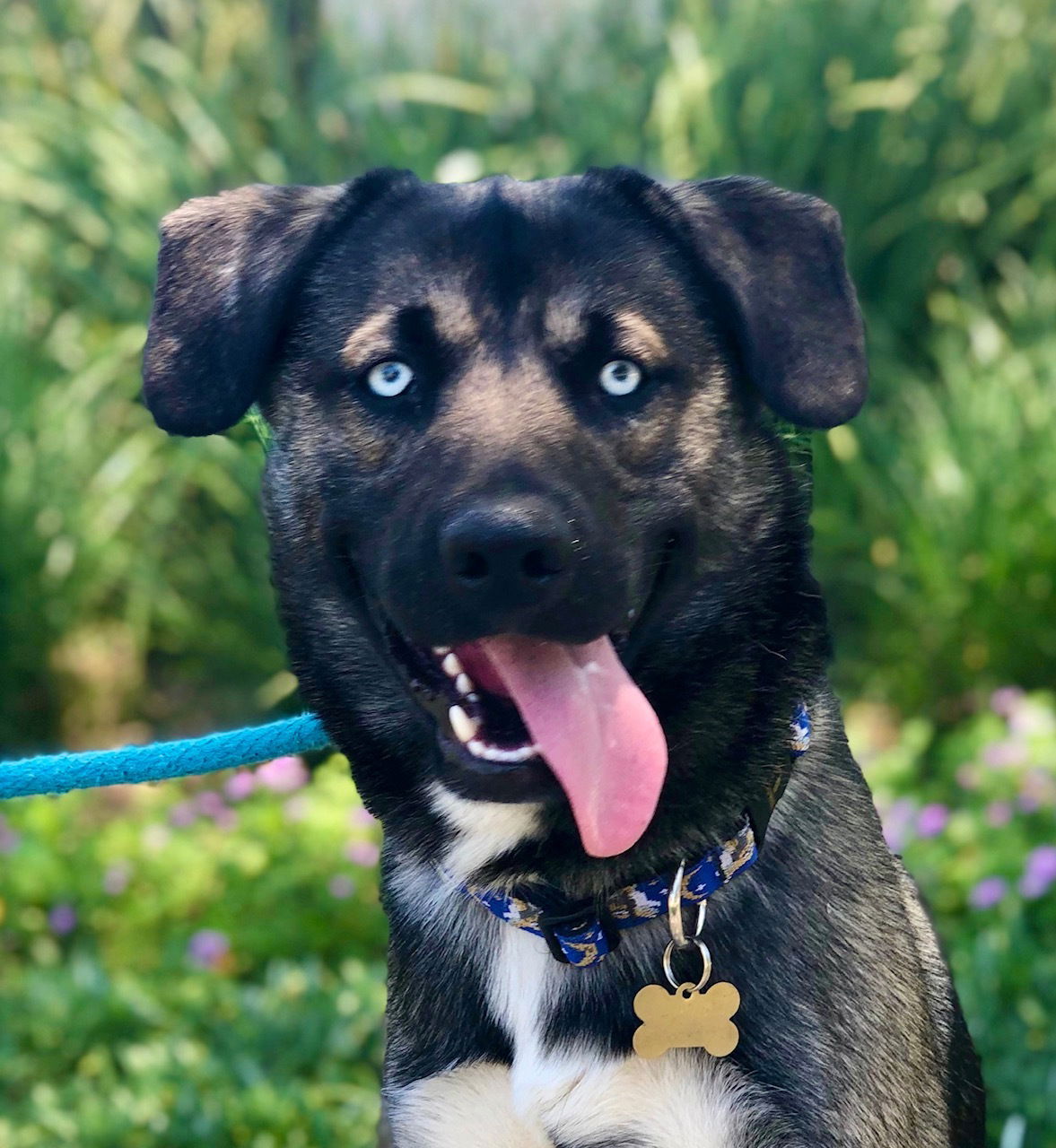 adoptable Dog in Beverly Hills, CA named Baxter