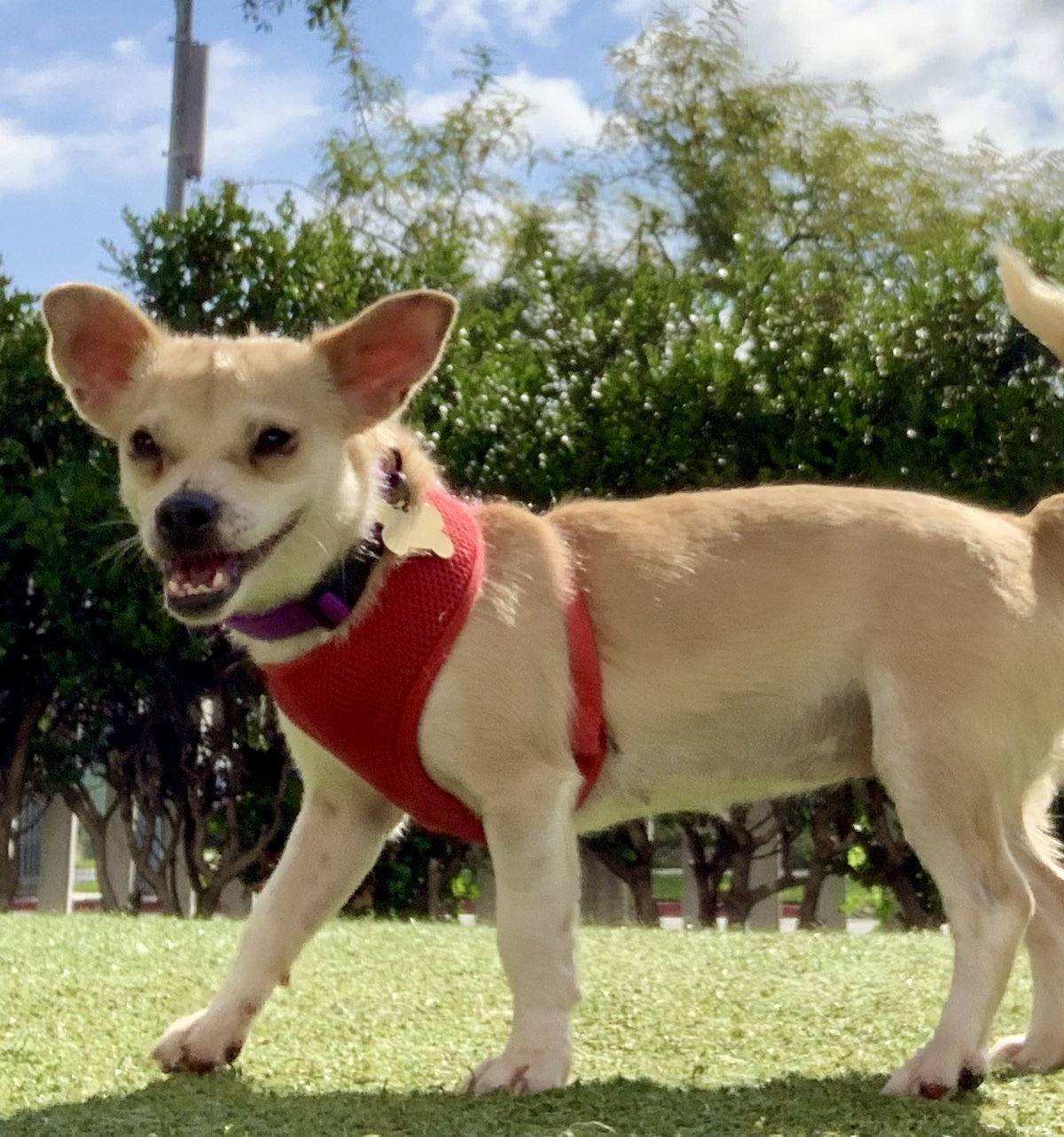 adoptable Dog in Beverly Hills, CA named Oprah