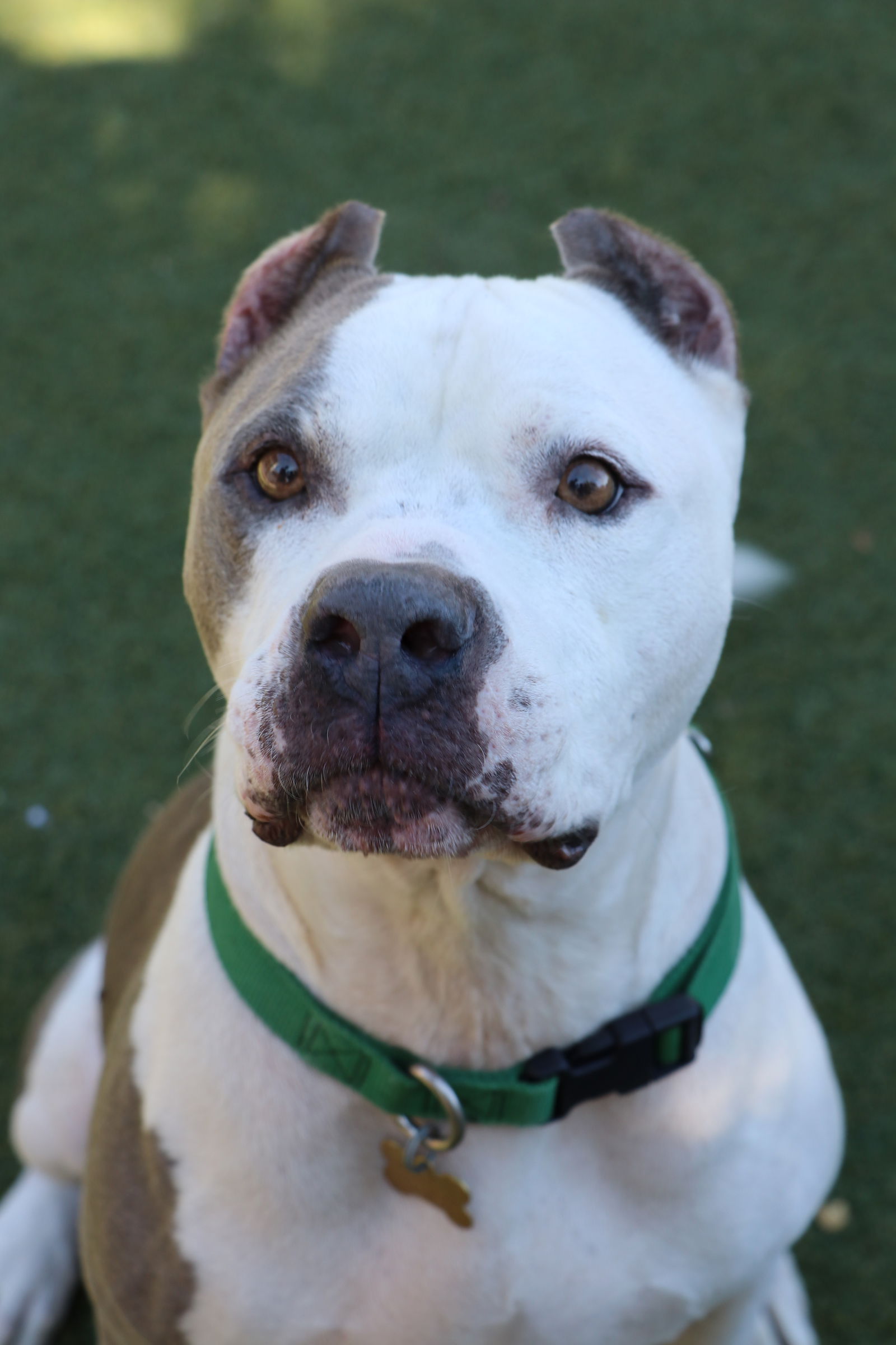 adoptable Dog in Beverly Hills, CA named Diesel