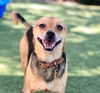 adoptable Dog in Beverly Hills, CA named Isley