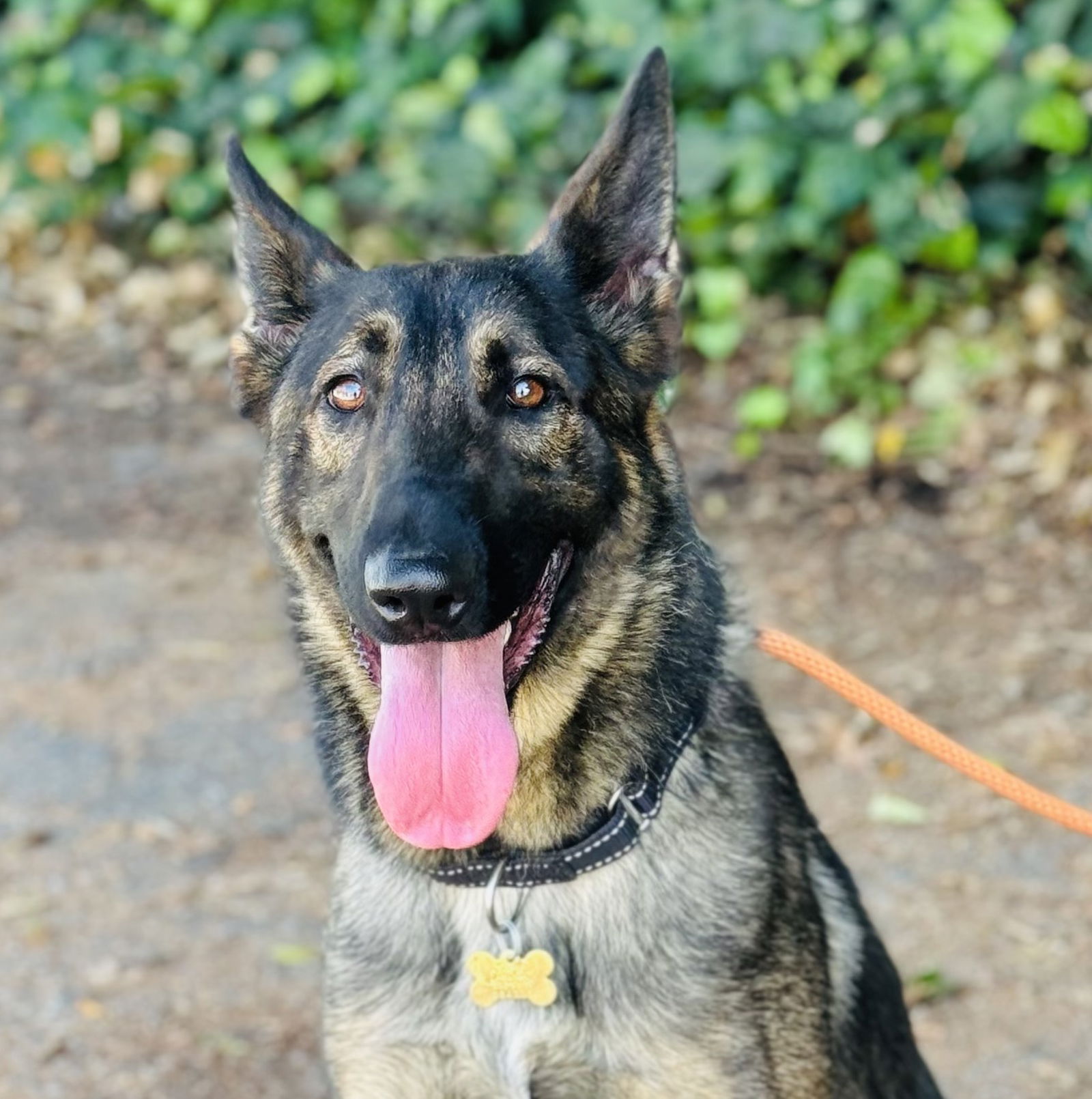 adoptable Dog in Beverly Hills, CA named Cherry