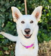 adoptable Dog in Beverly Hills, CA named Andromeda