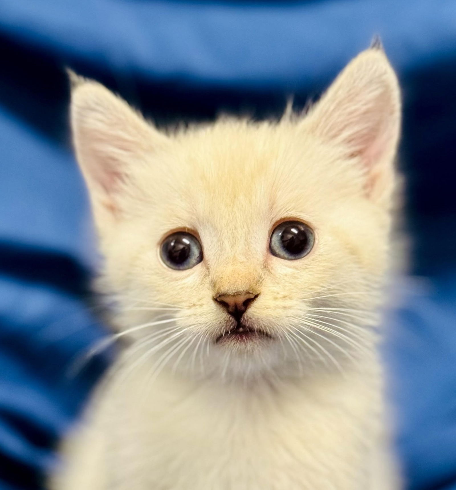 adoptable Cat in Beverly Hills, CA named Miso