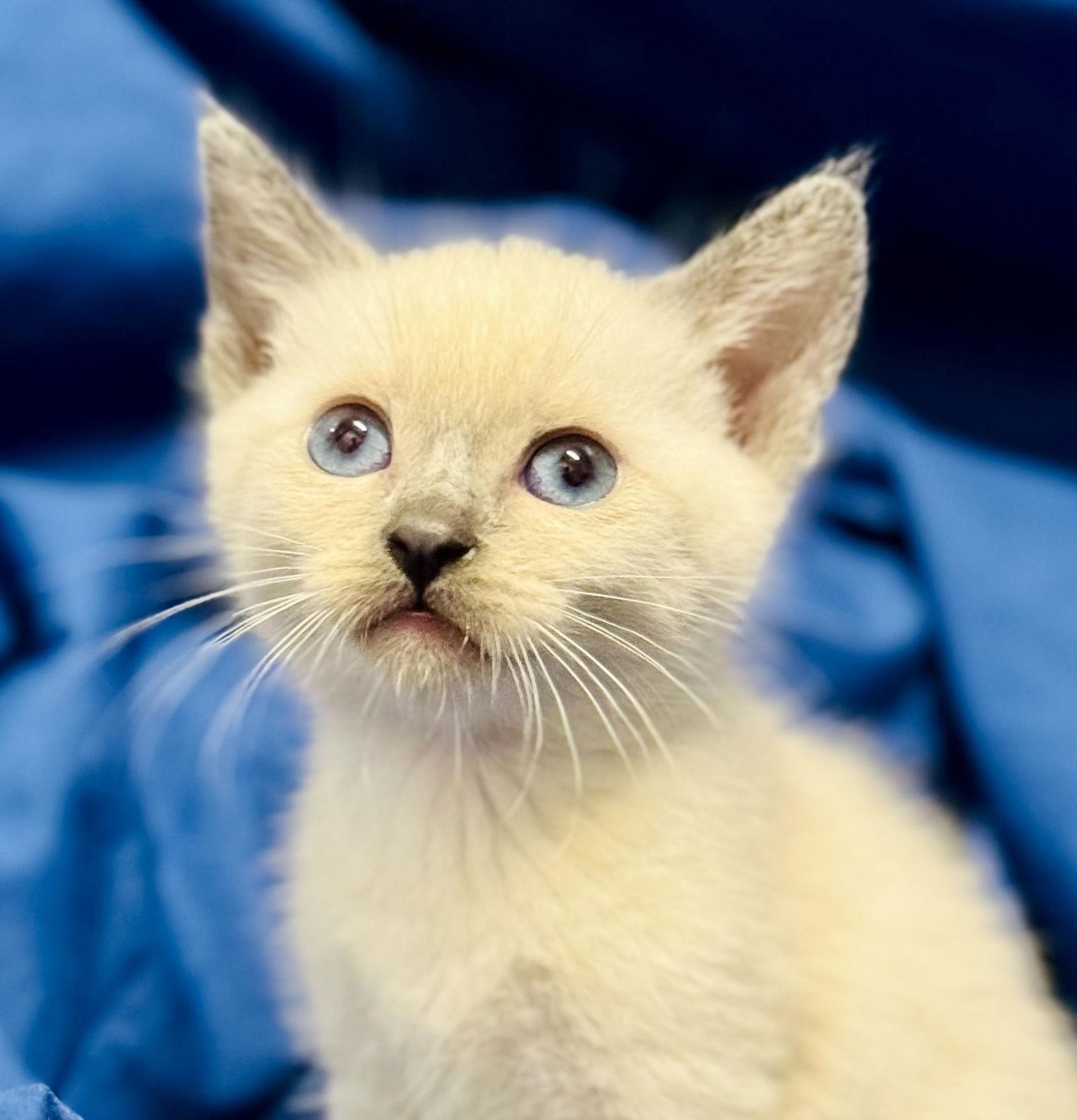 adoptable Cat in Beverly Hills, CA named Chowder