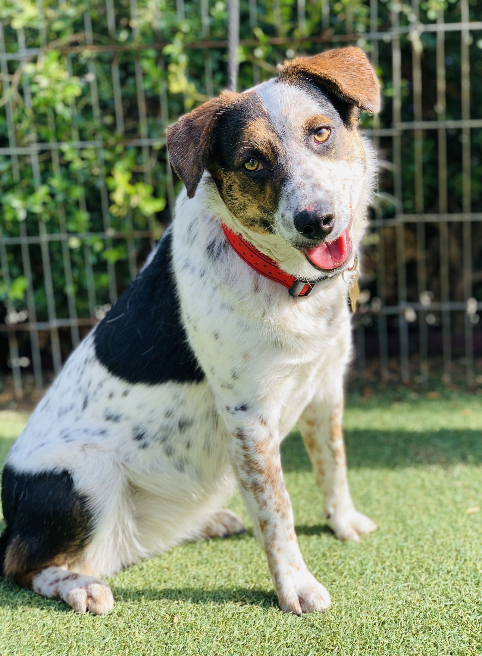 adoptable Dog in Beverly Hills, CA named Kailani