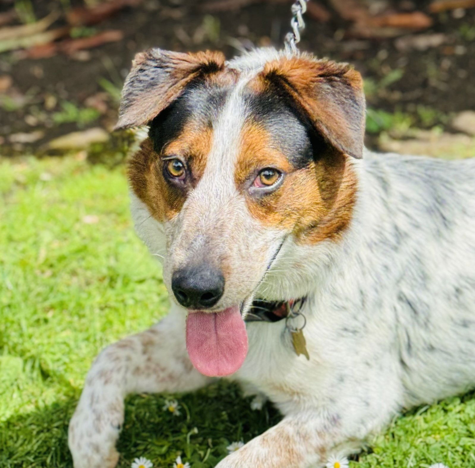 adoptable Dog in Beverly Hills, CA named Kenzo