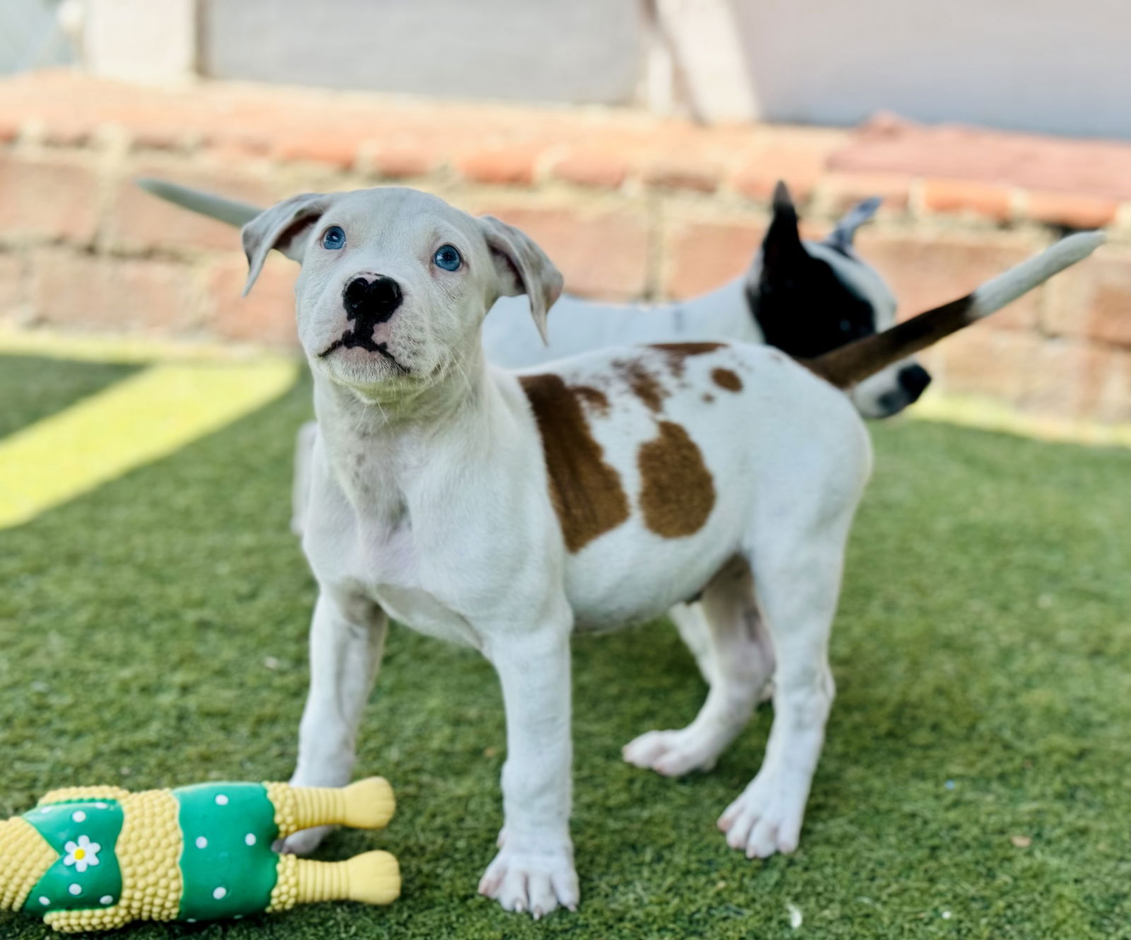 adoptable Dog in Beverly Hills, CA named Petey