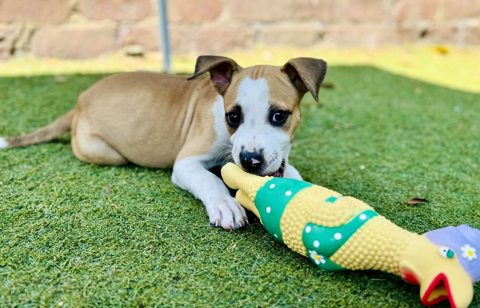 adoptable Dog in Beverly Hills, CA named Primrose