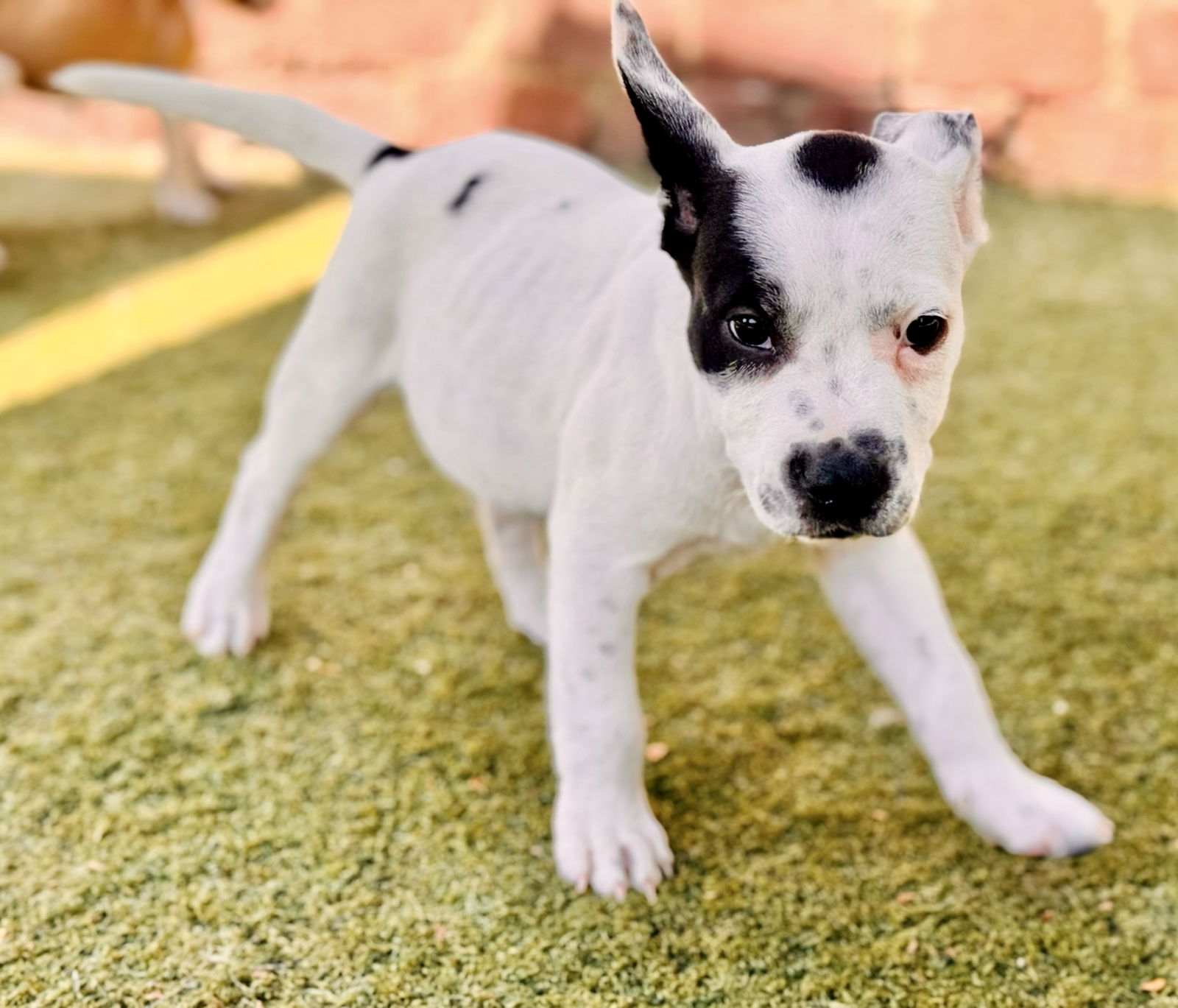 adoptable Dog in Beverly Hills, CA named Percival