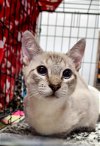 adoptable Cat in santa clara, CA named Romeo