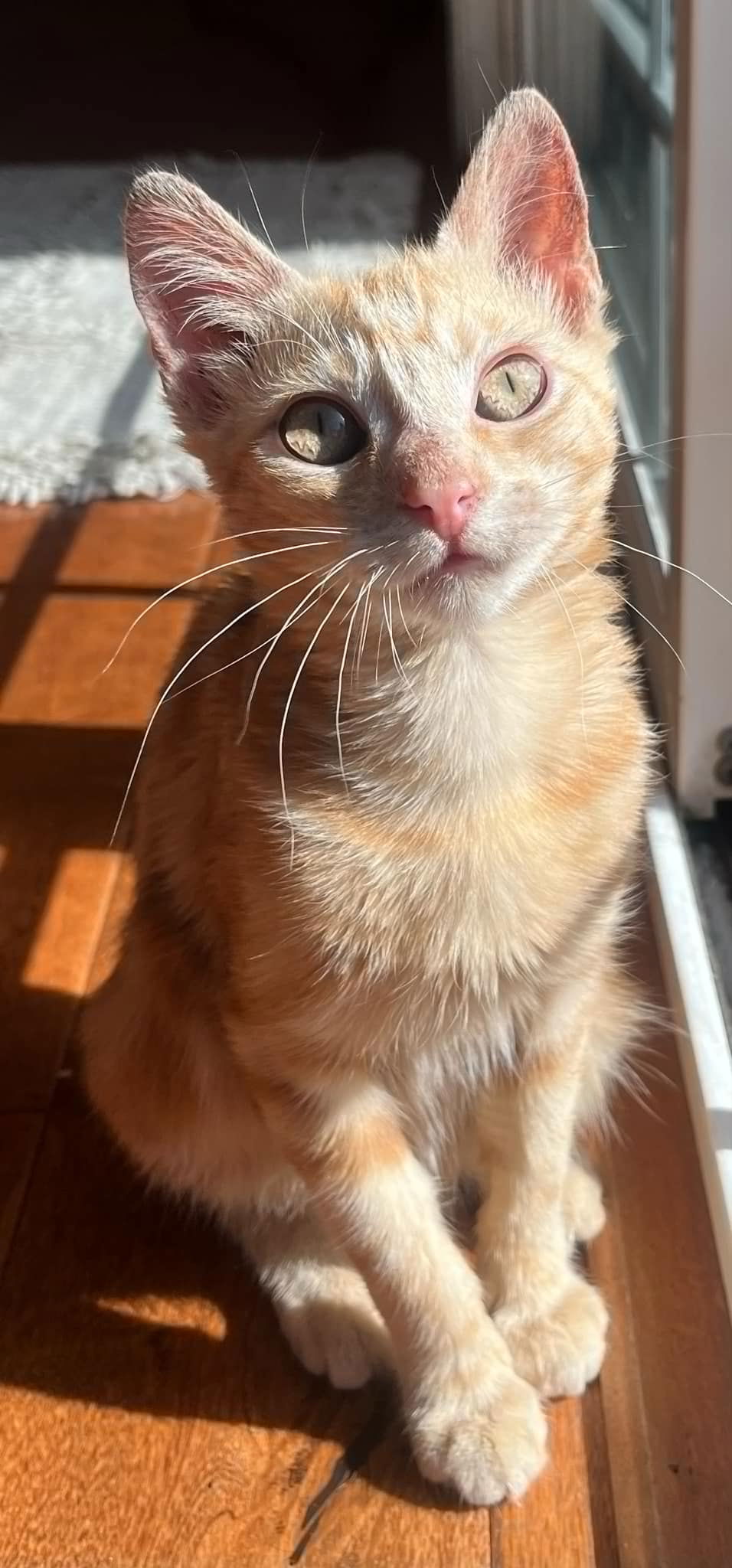 adoptable Cat in Santa Clara, CA named Thelma
