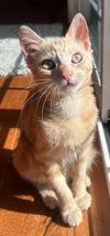 adoptable Cat in  named Thelma
